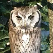 バビ介の画像