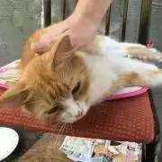 YCの画像
