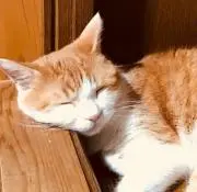 はな