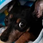 うごすけの画像