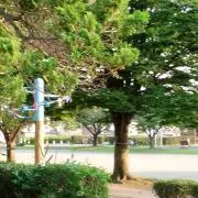 バラジマの画像