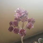 はりはりの画像