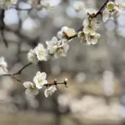 susumukunnamidaの画像