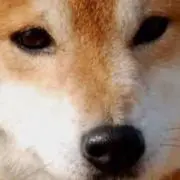 ぴーすけ