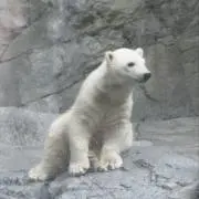 みみの画像