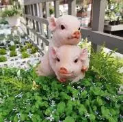 はるの画像