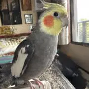 ぽんずの画像