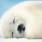 ネムの画像