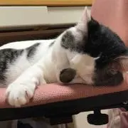 ひな
