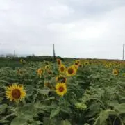 さき