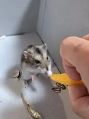 わかち