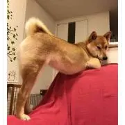 ももの画像