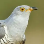 閑古鳥の画像