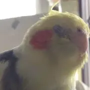 グレ蔵の画像