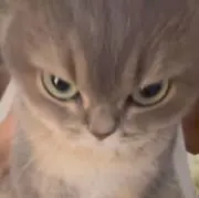 しゅうまいの画像