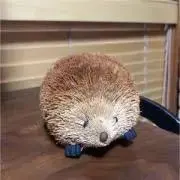はりねずみの画像
