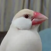 nakajimamikanの画像