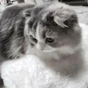 ㅤの画像