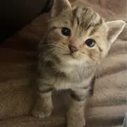 Romiの画像