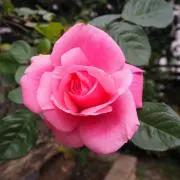 Roseの画像