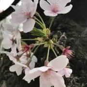 haijiの画像
