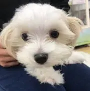 さとみんとん
