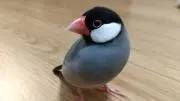 さくらの画像