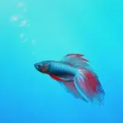 raspberryの画像