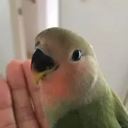 ぽんぽんの画像