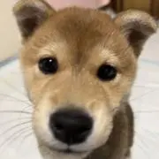 ひなの画像