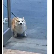 まいこ