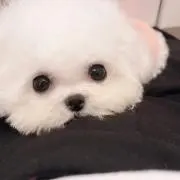 Sの画像