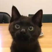 くりくりまろん