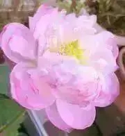 あみ