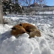 Kitsunekoの画像