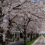 しー【プロフィールご覧ください】の画像