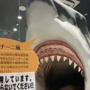 たむ