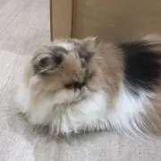 Sの画像