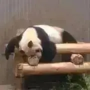 パンだ★の画像