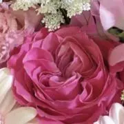 Eの画像
