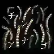 AMOEI★次回発送は8月29日の画像