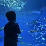 syの画像