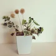 みく
