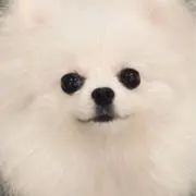 YLANGの画像