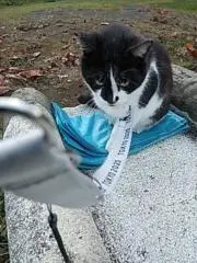 パトラの画像