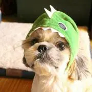 犬mの画像