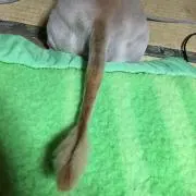 さかいちゃん