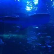 ターナの画像