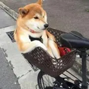 莉久の画像