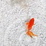 次回発送8/2以降ですの画像